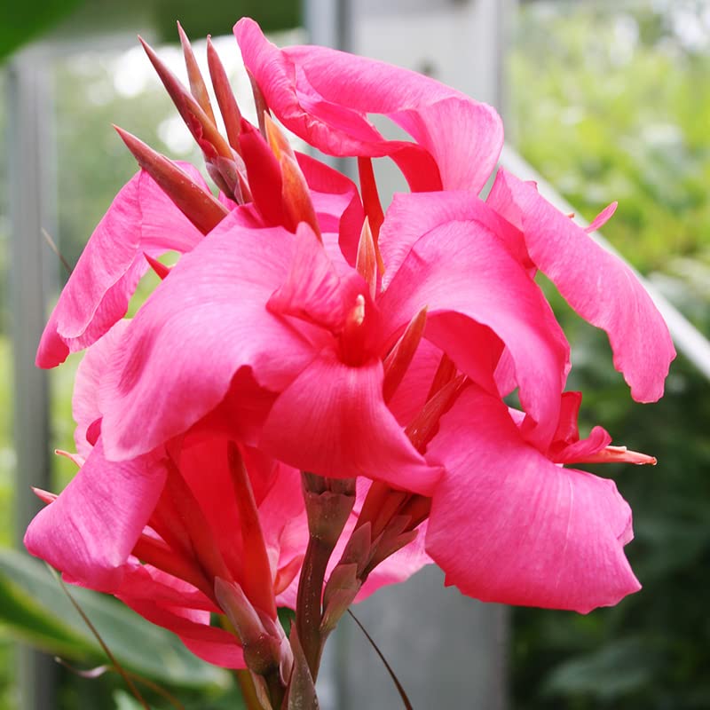 Shell Pink Dwarf Canna Flower Bulbs