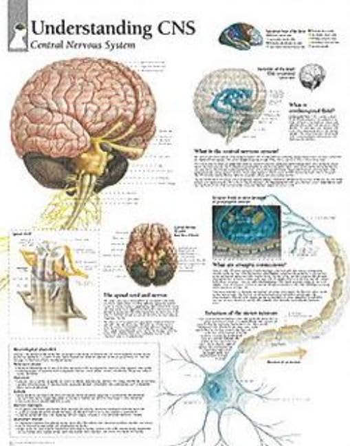 Understanding CNS chart: Laminated Wall Chart