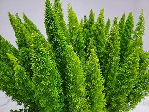 Foxtail Fern Plant - Live Asparagus Fern - 3 Gallon Pot - Overall Height 20" to 24" - Tropical Plants of Florida (Plant Only) Foxtail Fern Plant - Live Asparagus Fern - 3 Gallon Pot - Overall Height 20" to 24" - Tropical Plants of Florida (Plant Only)