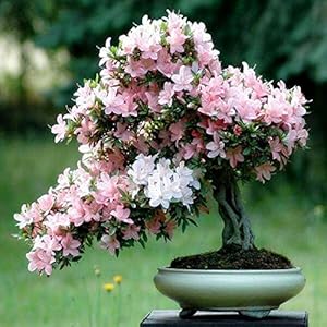 Generic 10 Unids Multi Color Flores de Cerezo Bonsai Bonsai Japonés Sakura DIY Home Garden Flores Hermoso Cerezo Perenne: 1: Only seeds