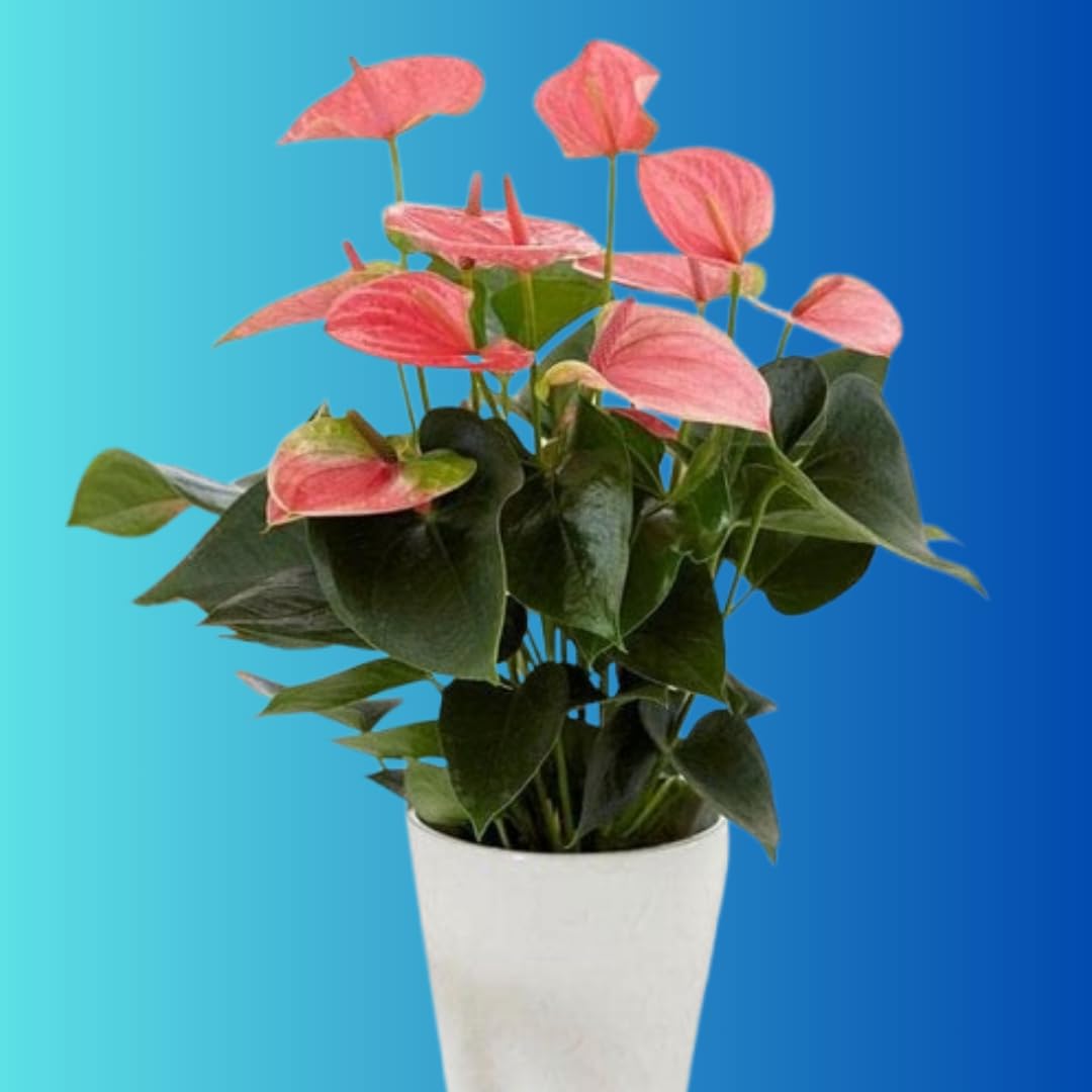 Live Peace Lily Or Spathiphyllum Plant Indoor Outdoor Plant Air Purifier Oxygen Supplier Good Luck with Round Pot for Living Room/Bedroom/House/Office (peace lilly)