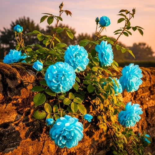 Image of Climbing Rose Hybrid Seeds Pack - Large Flowers- 70 Easy-to-Grow Seeds for Vibrant Blooms, Suitable for All Indian Climates (CYAN)