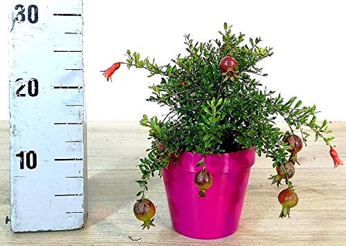 Se sei interessato ad altre nostre offerte digita: www.amazon.it/powerstoflowers