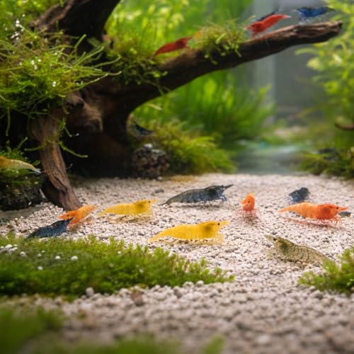 Neocaridina davidi – Lot de 20 crevettes d’Aquarium vivantes – Mix de Couleurs – Nano-Aquarium & bacs communautaires – Élevage français NeoTropic