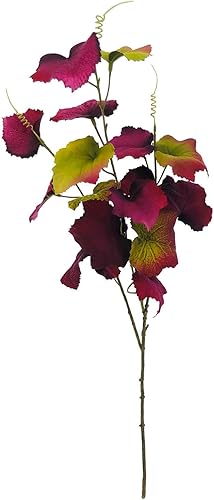 Ashland Tallo de hoja de uva Concord