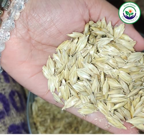 Image of Organic Khapli Wheat Grains Seeds (5 Kgs) | Khapli Gehu Ka Seeds | For Farming, Sowing & Agriculture Use | Produce of India | 100% Natural & Non-GMO | By Eywa