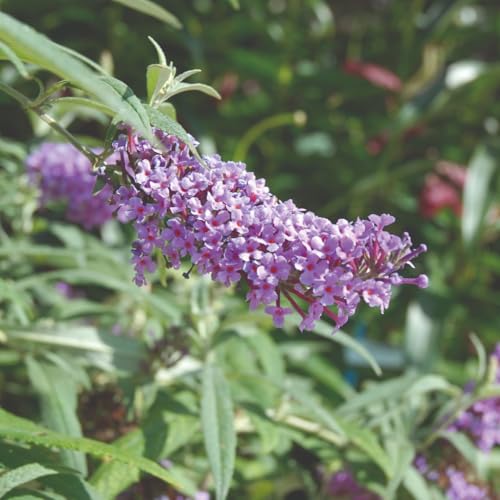 Buddleja Buzz Lavender – World’s First Patio Buddleja – Compact Butterfly Bush for Small Gardens & Pots – Long-Flowering, Easy-Care, Bee-Friendly Plant- 1 Litre Pot x1 by Thompson and Morgan
