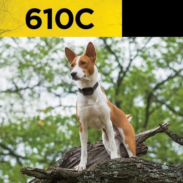 A Basenji dog wearing the Dogtra 610C training collar, standing on a tree branch, looking alert.
