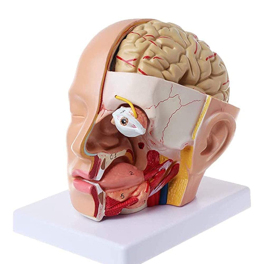 GTHTUHFD Skeleton Model, Cerebral Artery, Human Anatomy, Skull, Brain, Model For Teaching For Anatomy, Art Decor For Medical Demonstrations