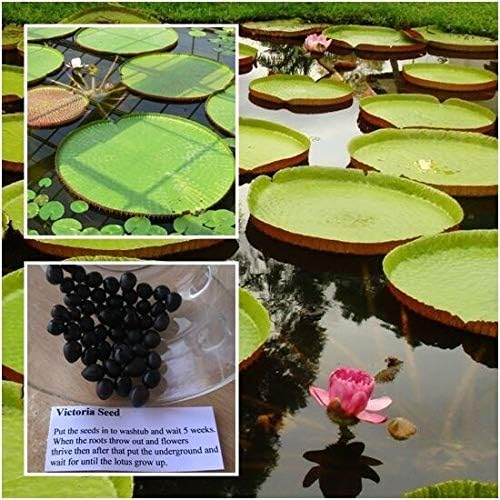 Generic Victoria Amazonica 10 Seeds Water Lily Victoria Water Lily By Thai Amazon De Garden
