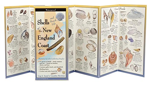 The Ultimate Guide to Shells and Beach Life of the New England Coast