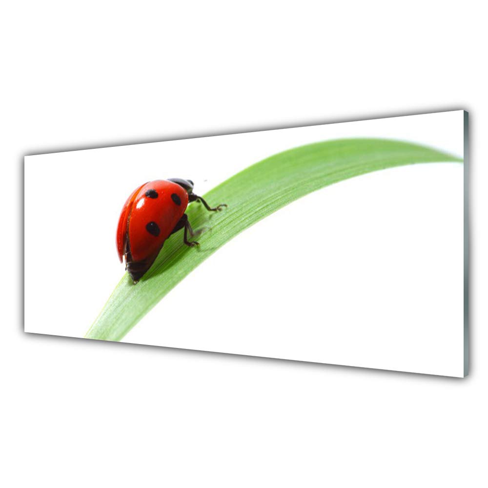 Impression sur Verre Acrylique 125x50cm Tulup - Nature Ladybird Beetle Tableau Mural