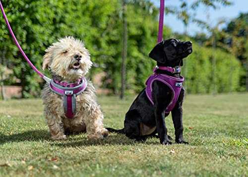 Ancol Collare Regolabile Viva Quick Fit Viola