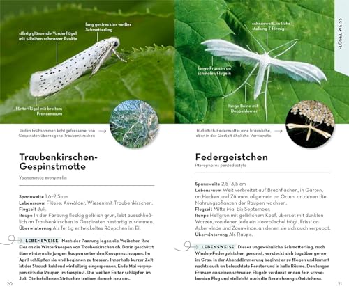 Basic Schmetterlinge: 143 Arten einfach und sicher erkennen - In drei Schritten zur richtigen Art (Kosmos-Naturführer Basics)