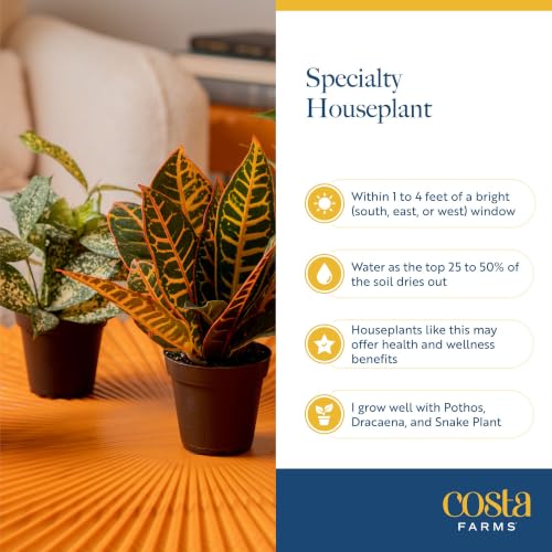 Image of Costa Farms Live Indoor House Plants (4-Pack), Hand Selected Easy to Maintain Indoor Assorted Houseplants, Curated Air Purifying Mix, Low Light, Home Office Decor Plant Gift