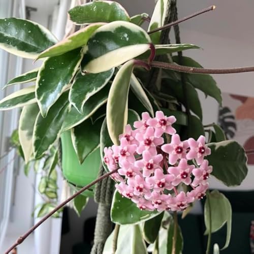 Hoya Plant, Hoya Live Plant, Hoya Carnosa Tricolor, Hoya Flower Plant, Variegated Hoya, Live Hoya Plant Indoor from 4 Inches Tall Bare Root, Vine House Plant