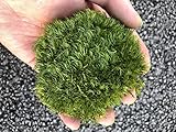prefleur Preserved Pole Moss Pillow Bun Cushion Natural Green Decorative Real Natural Green DIY Kit