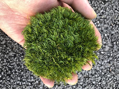 Prefleur Preserved Pole Moss Pillow Bun Cushion Natural Green Decorative Real Natural Green Diy Kit Terrariums Gardenning Art Wall Decor Florist Decor Easter Table Decor Wedding(1.5 Sq.ft, Green-A) #TOP4