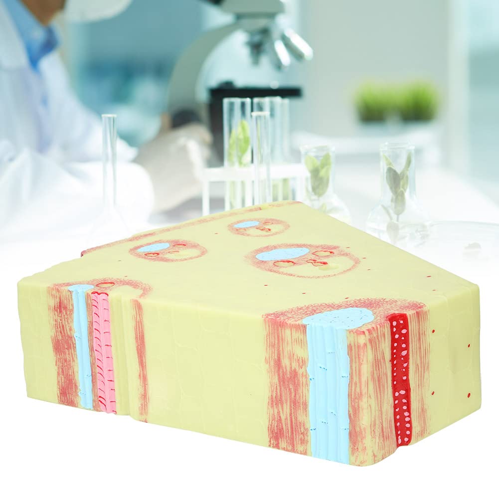 Generic Monokotyledonen-Biologie-Stammmodell, Pädagogisches Lehrmodell für die Sekundarschule, PVC-Material, Pflanzenstrukturmodell