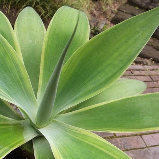 Amazon｜現物「アガベ・アテナータ 斑入り」5号 Agave attenuata｜観葉