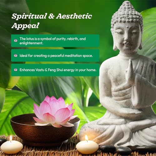 Image of Ugaoo Lotus Seeds for Planting with Sandpaper - Pack of 20 Seeds | High-Germination Lotus Seeds for Planting in Water, Home Garden & Ponds