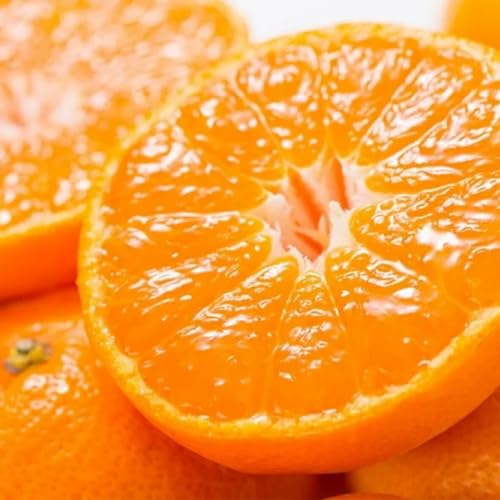 [\tE12{蔭\] a̎RY uhc݂ iN (1.2kg 1 SS~S TCY ) LSݓXɒ It[c ϓx14~15xȏ ʂȕ ɂďo I~J v[g ʕMtg