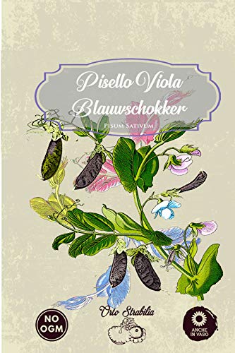 Pisello viola Blauwschokkers, semi rari, semi strani, gr 7, Orto Strabilia