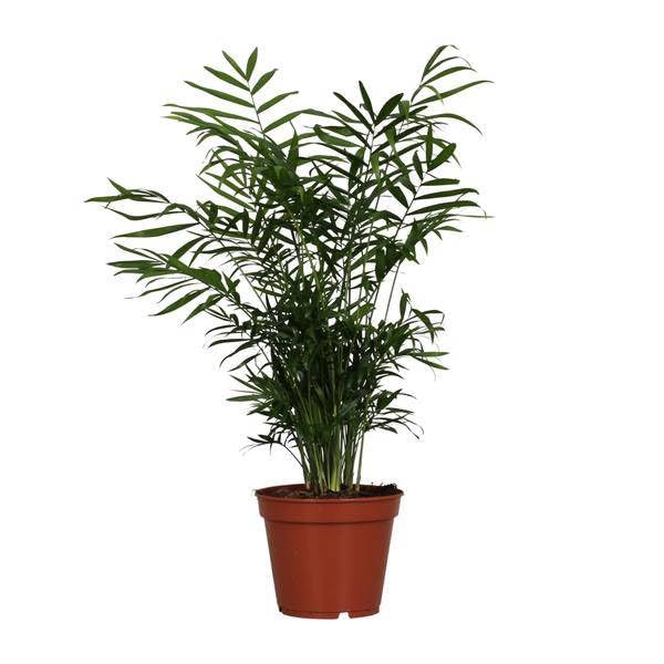 Chamaedorea Elegans – Ø 17 cm – 55 cm
