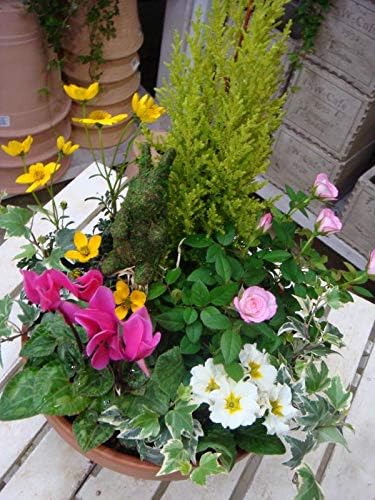Amazon 季節のお花でおまかせ寄せ植え S サイズ コニファー ゴールドクレスト シンプルテラコッタ陶器鉢 おまかせピック付き 鉢植え 観葉植物 オンライン通販 Amazon 季節のお花でおまかせ寄せ植え S サイズ コニファー ゴールドクレスト シンプルテラコッタ陶器鉢 おまかせピック付き 鉢植え 観葉植物 オンライン通販