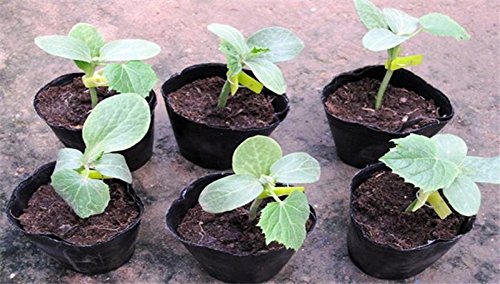 Agritech Black Nursery Cover/Plastic Plant Grow Bags 6x8 Inch (75)