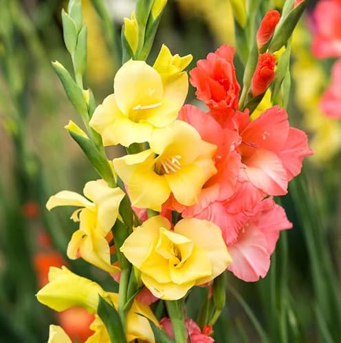 Votaniki Rainbow Gladiolus Mix Bulbs for Planting - Long-Lasting Cut Flower - Easy to Grow and Maintain | Mixed Colors Perennial Gladiolus Flowering Bulbs (12 Pack) Votaniki Rainbow Gladiolus Mix Bulbs for Planting - Long-Lasting Cut Flower - Easy to Grow and Maintain | Mixed Colors Perennial Gladiolus Flowering Bulbs (12 Pack)
