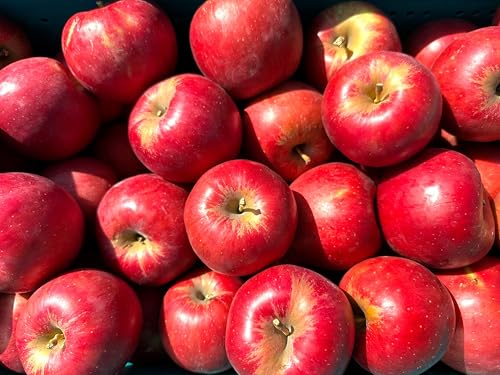 青森県産 紅玉りんご 家庭用訳あり品 5kg 10kg (3kg)のサムネイル