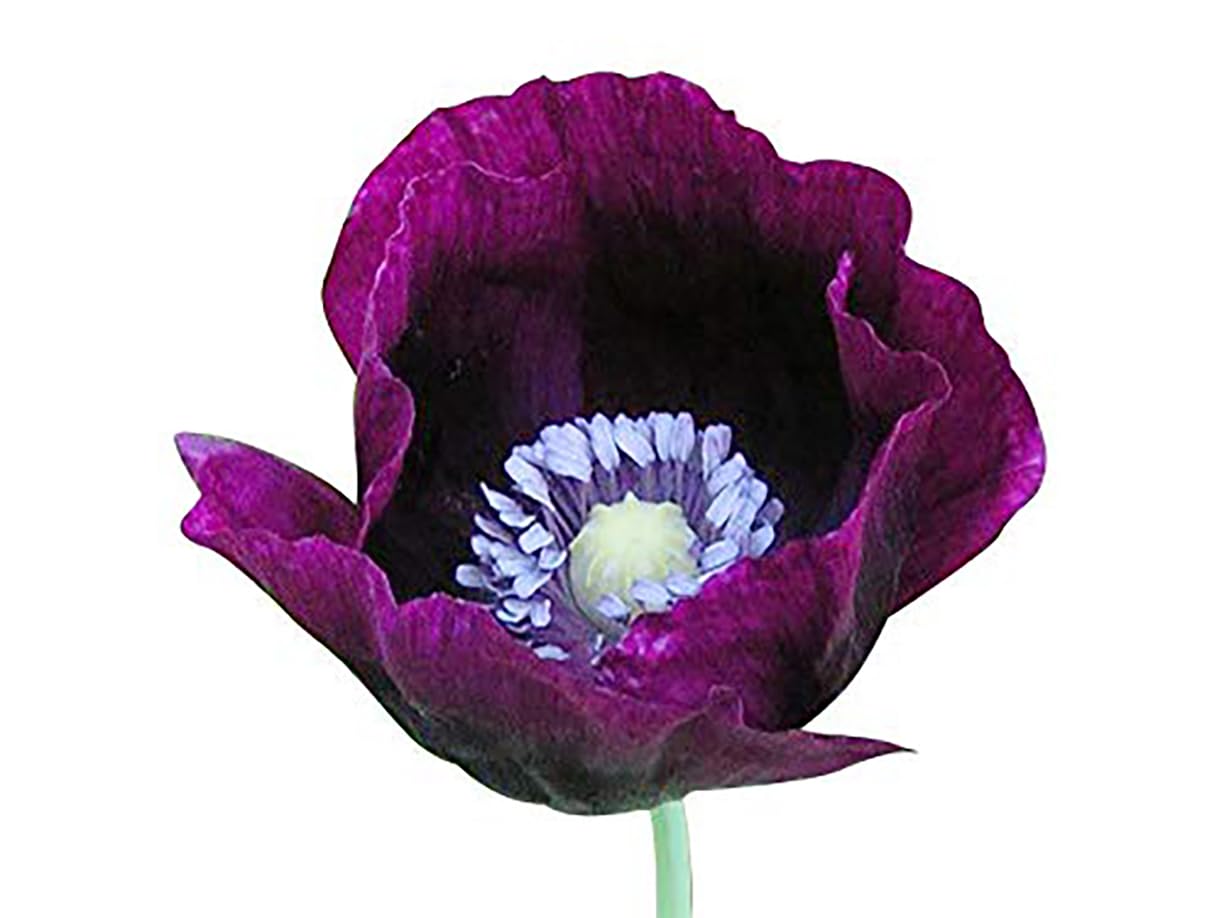 Purple Grape Poppy Seeds - Tall Poppy with Black Markings - 3000 Seeds