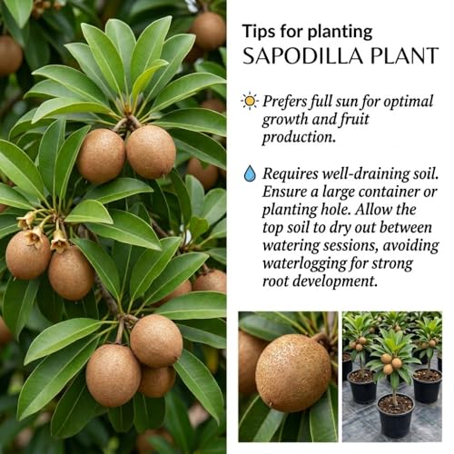 Sapodilla Tree Live Plant, Sapote Fruit Tree Plants for Outdoor Garden, 2-3\' Tall in 3 Gallon Pot, No Ship to CA - Thumbnail 3