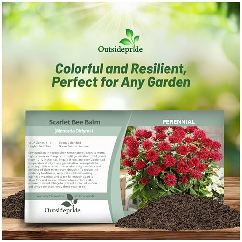 image for Outsidepride 500 Seeds Perennial Monarda Didyma Scarlet Bee Balm Herb 