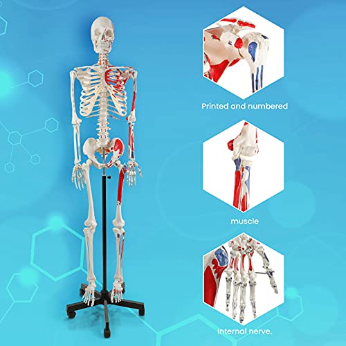 Image of breesky 70.8 Inches Human Skeleton Model for Anatomy - Life Size Medical Human Skeleton Model with Numbered & Painted Muscle Origin and Insertion Points Rolling Stand