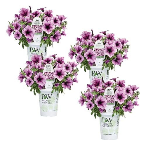 Proven Winners Petunia Plant - Supertunia Bordeaux - 4 Pack - Annual Flower for Spring & Summer Blooms - 6 Tall x 6 Wide 1.56 Pt Pot