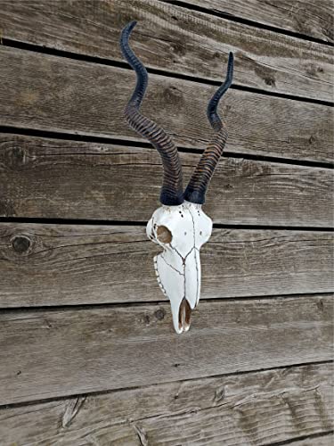 Calavera de Antílope Kudu Africano 14.5 pulg Top Brass miniatura 7