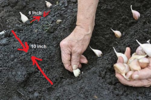 Spanish roja 20 Garlic Seeds Clove, Wight Garlic Cloves/from 2 Bulbs/Planting Now 2021-22