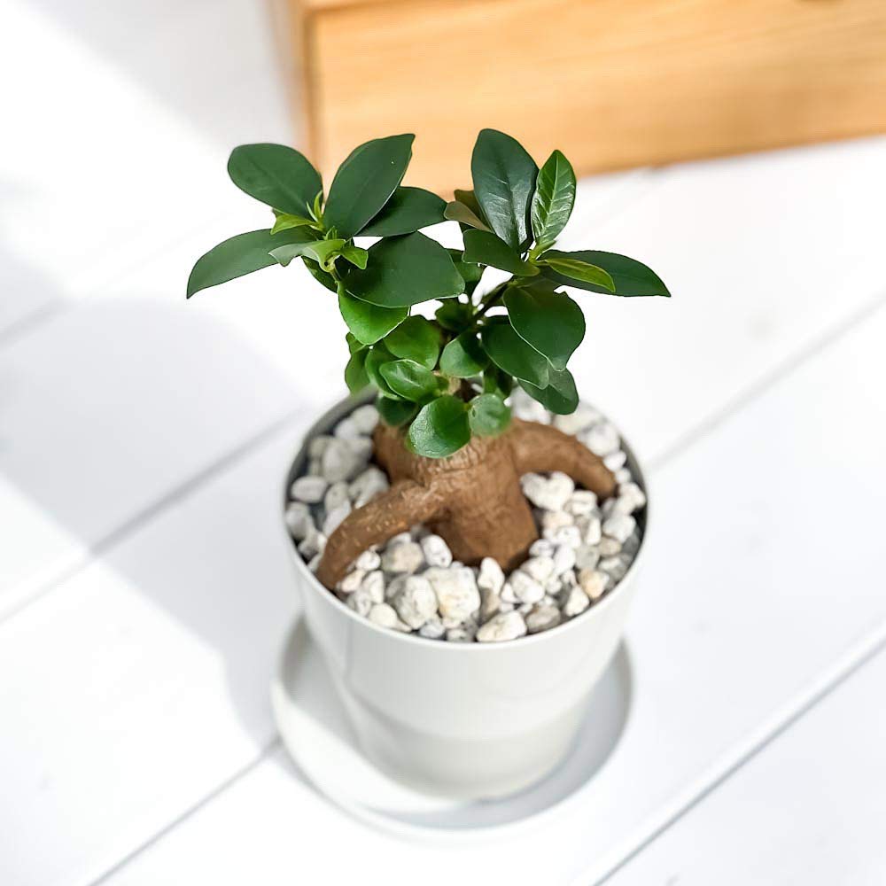 Amazon.co.jp: PLANCHU 観葉植物 ガジュマル 3.5号鉢 受け皿付き 育て