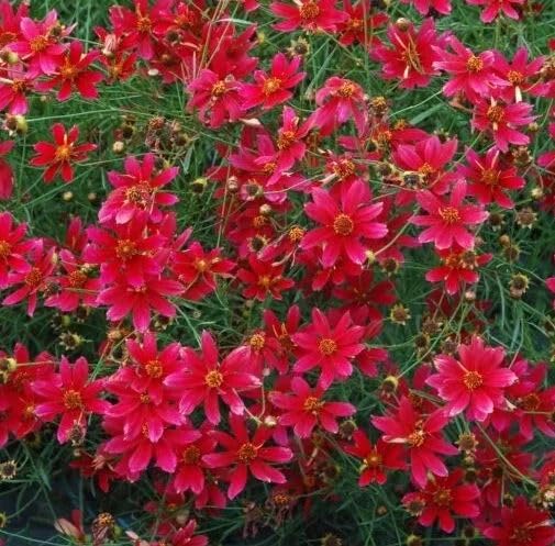 1 Pack of 1320 SEEEDS Coreopsis tinctoria semi-Tall red