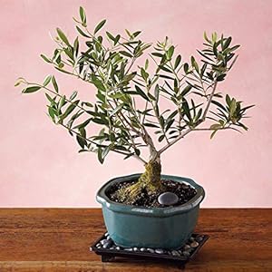 Portal Cool Rare Olive Bonsai Seeds Albero Olea europaea semi, bonsai mini regalo Ulivo
