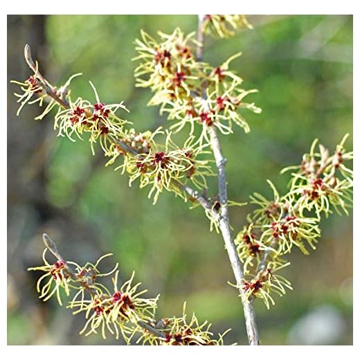 Hamamelis Witch Hazel Intermedia Pallida Garden Plant Hardy Shrub Flowering Garden Plants Easy to Grow Your Own Low Maintenance 1x 9cm Potted Plant by Thompson and Morgan