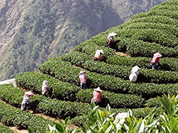 Amazon.co.jp: Tea Heart (R) 台湾茶 お茶 阿里山 高山茶 烏龍茶 茶葉