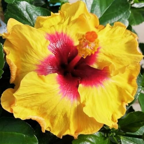 2 Yellow Red Hibiscus Live Plants
