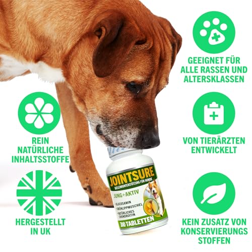 JOINTSURE Young + Active Joint Supplements für Hunde - Dreifache Formel mit Grünlippmuschel & Glucosamin zur Hundegelenkpflege (300)