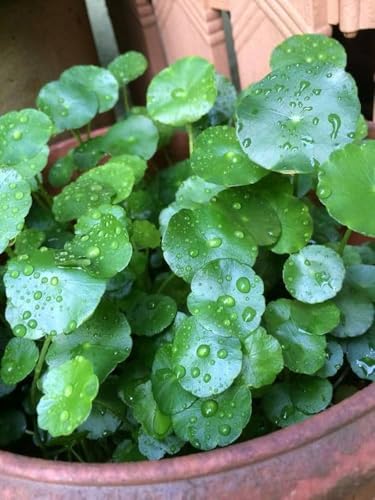 Image of Lucky Coin Chinese Money Plant, Green Indoor Houseplant with Air Purifying Benefits, 15cm Potted Plant for Home Office Decor A.