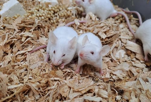 Sex er bedst! Forskere finder hidtil ukendt problem ved kloning