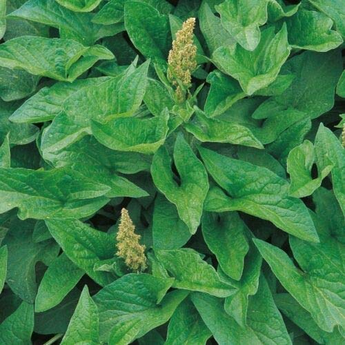 Herb Seeds - Good King Henry - 500 Seeds by Wafer