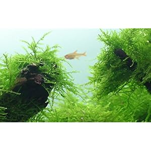 TROPICA Taxiphyllum Barbieri – Java Musgo 1 – 2-Grow Tissue Culture in vitro Planta para Acuario Camarón Safe & Caracol Libre